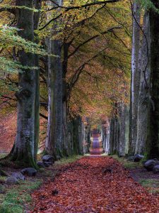 Fall Leave on Road